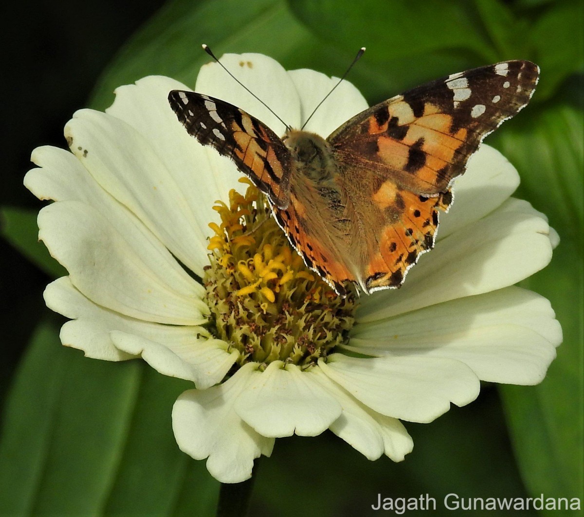 Vanessa cardui Linnaeus, 1761